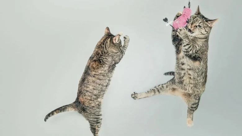 2026 CAT VIDEO FILM FESTIVAL Hero Background Image